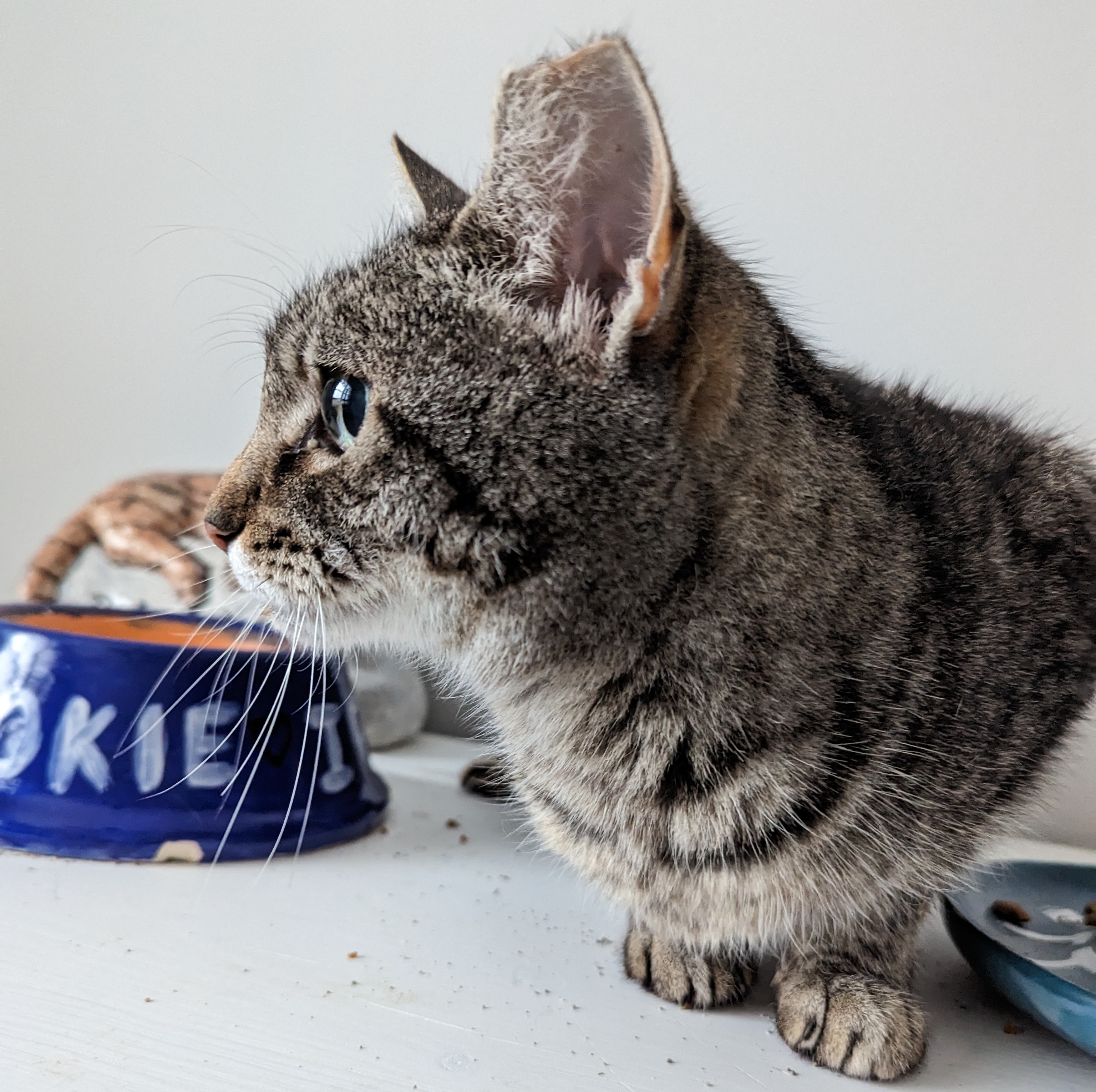 Our spokeskitty, an adult tabby with a tipped left ear.